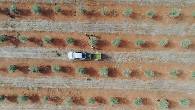 Vier Jahre Dürre: Spanische Olivenernte bricht ein