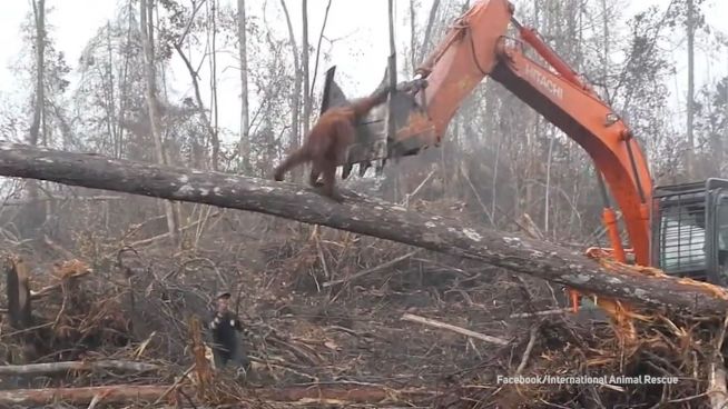 Bagger zerstört Heimat: Orang-Utan auf der Flucht