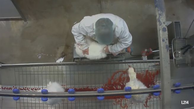 Kaninchen-Qual: Ekelhafte Pelzproduktion in Frankreich
