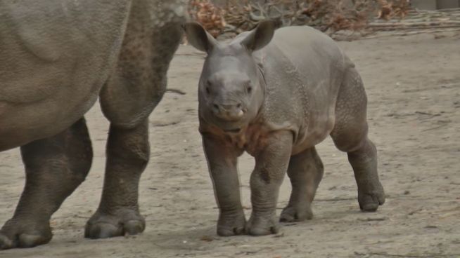 Zoo-Nachwuchs: Die ersten Schritte eines Baby-Nashorns