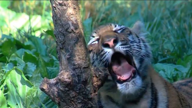 Tiger sehen Tageslicht – zum ersten Mal im Leben