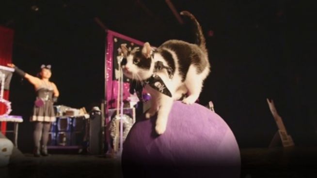 Texas: In diesem US-Zirkus sind Katzen die Stars