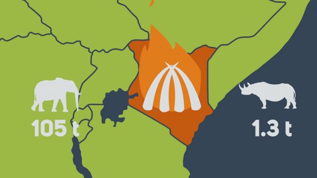 Gegen Wilderei: Kenia verbrennt tonnenweise Elfenbein