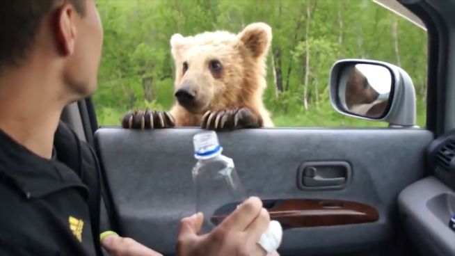 Bären in der Stadt: Probleme in Russland