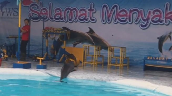 Indonesien: Schreckliche Bedingungen für Delfine