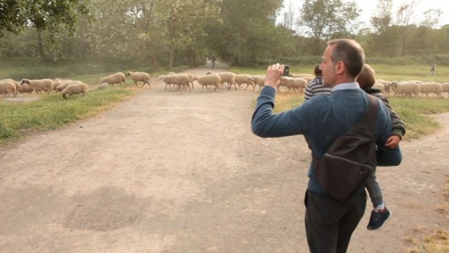 Sie sind Kult: Die Schafe im Stadtkern von Rom