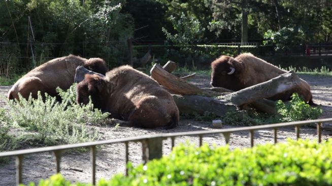 Schwierige Umsiedlung: Zoo von Buenos Aires wird modern