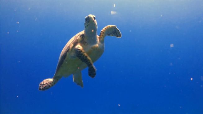 Schutz für Schildkröten: Rettungsstation in Thailand