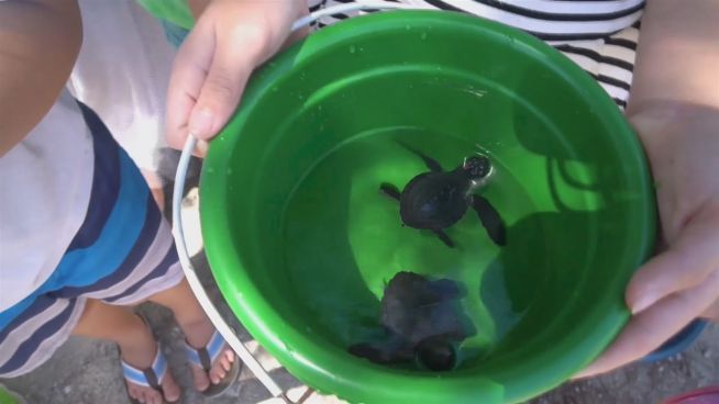 Tierbabys in Gefahr: Die Schildkröten-Retter