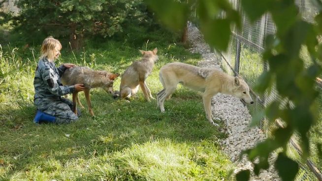 Wolf statt Pudel? Tausende Wölfe in Russland ausgesetzt