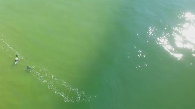 Gefährlich: Drohnenvideo zeigt Hai auf Surfer-Jagd