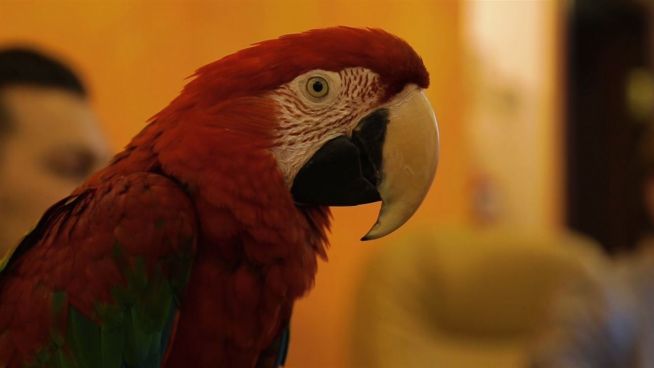 Papagei mit Visionen: Roter Vogel empfiehlt die besten Reisen